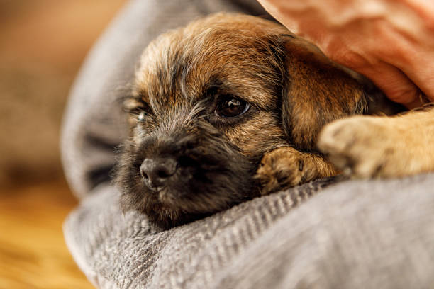 Little beautiful puppy is lying in its place Little beautiful brown puppy in its place. High quality photo border terrier stock pictures, royalty-free photos & images
