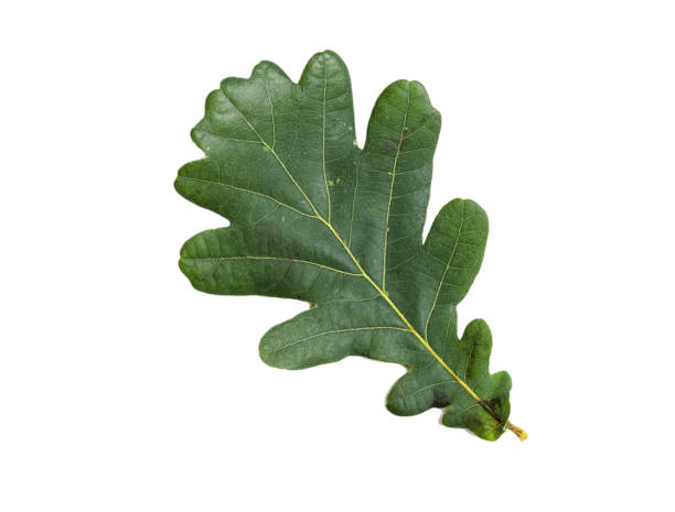 istock Green Oak Leaf with Texture isolated on White Background. 1295052120