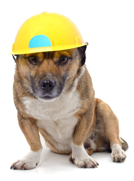 istock Puppy in a helmet. 1295053239