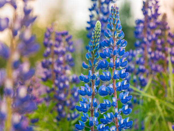 istock Macro Lupene Flower And Other Blurry Lupenes in Background. 1295053490