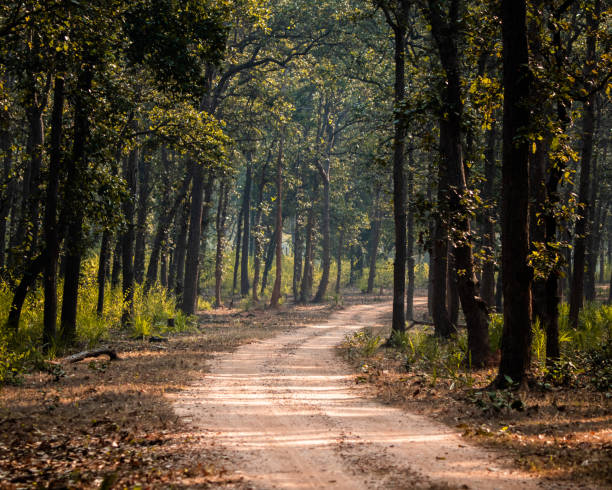 A road less travelled by
