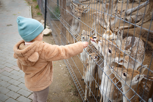 little girl feeding deer at the zoo.
