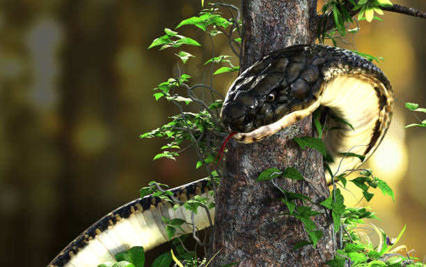 istock King cobra(Ophiophagus hannah)or big black snake coiling around tree with clipping path. 1295055193