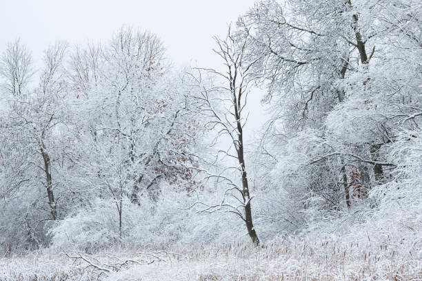 istock Snow Flocked Shoreline Whitford Lake 1295056080