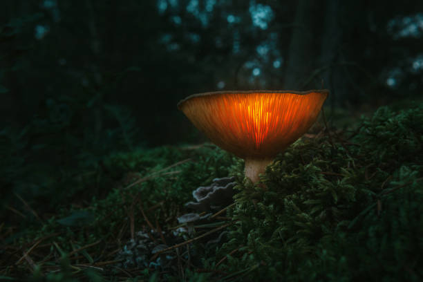 istock Fairy, glowing mushroom. Night in the mystical forest 1295056530