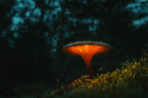 fata, fungo incandescente. notte nella foresta mistica - mushroom toadstool moss autumn foto e immagini stock