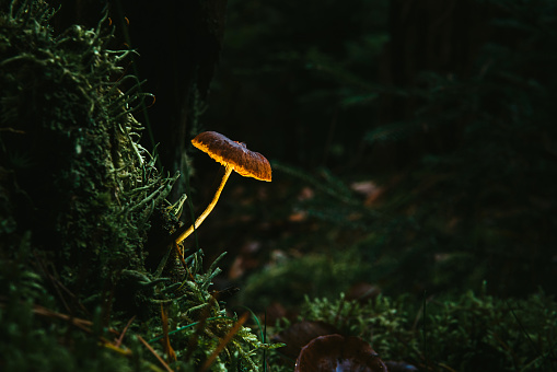 Magical, illuminated mushroom growing on a moss. Forest theme