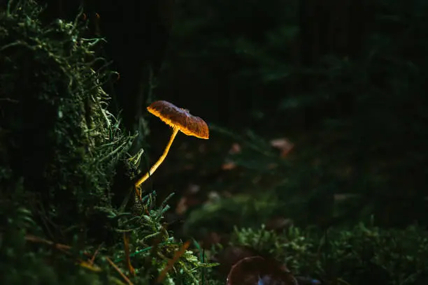 Photo of Fairy, glowing mushroom. Night in the mystical forest