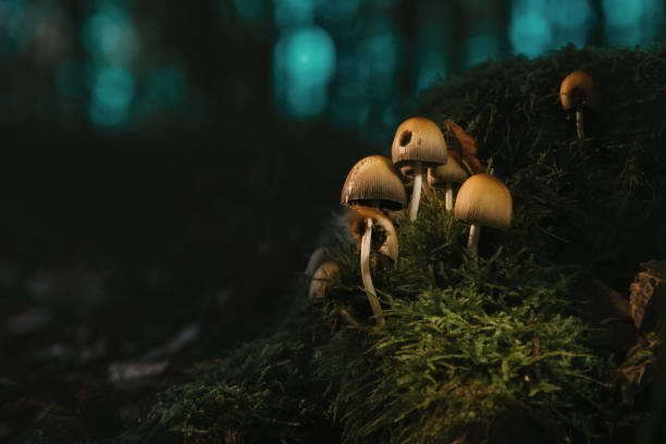 istock Glowing mushroom lamps in magical forest 1295056561