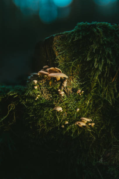 lampade a fungo incandescente nella foresta magica - moss fungus macro toadstool foto e immagini stock