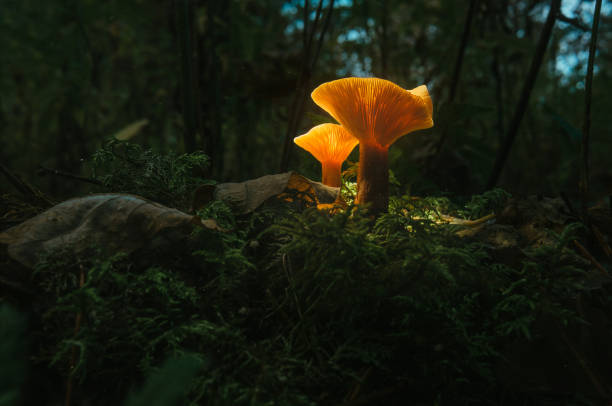 fée, champignon rougeoyant de chantrelle. nuit dans la forêt mystique - fungus forest nature season photos et images de collection