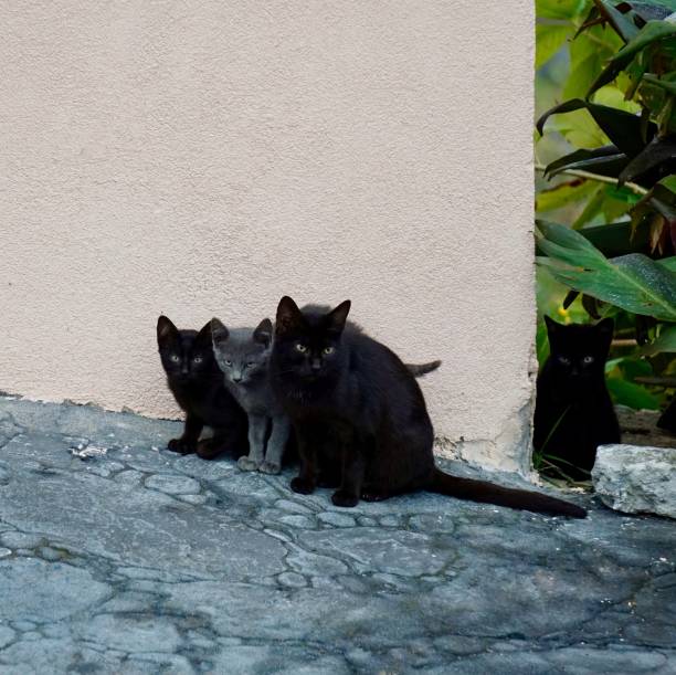 istock beautiful black stray cat on the street 1295057464
