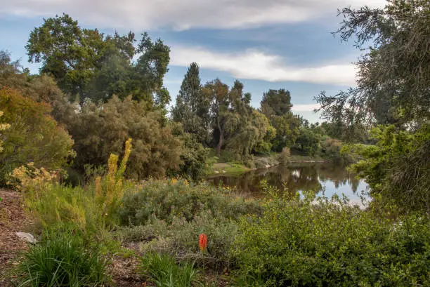 Photo of UC Davis Arboretum Spafford Lake