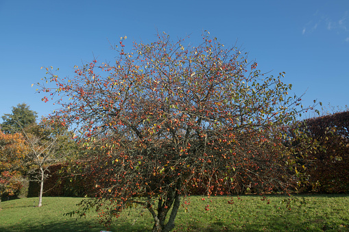 Autumn Bright Red  Fruit on a Crab Apple Tree (Malus 'Evereste') with a Bright Blue Sky Background Growing in a Garden in Rural Devon, England, UK