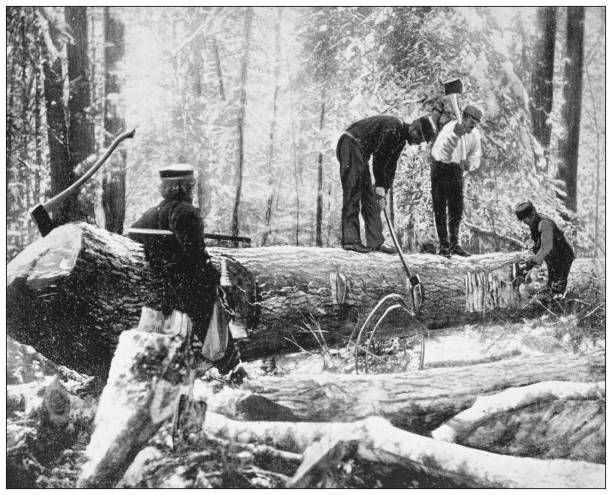 Antique photograph: Lumberjacks, River Ottawa, Canada Antique photograph: Lumberjacks, River Ottawa, Canada axe photos stock illustrations