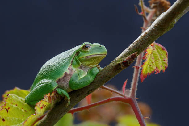 istock European Tree Frog  sitting on a Bramble 1295058887