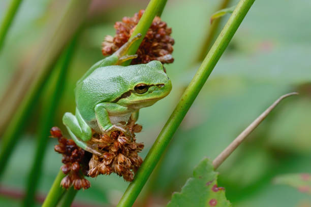 European Tree Frog  sitting on a Bramble