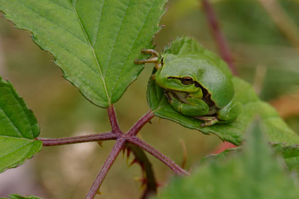 istock European Tree Frog  sitting on a Bramble 1295058892