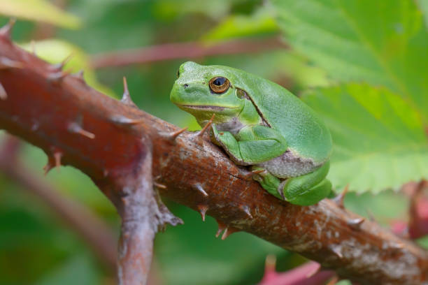 istock European Tree Frog  sitting on a Bramble 1295058901