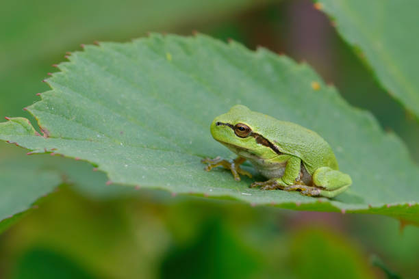European Tree Frog  sitting on a Bramble