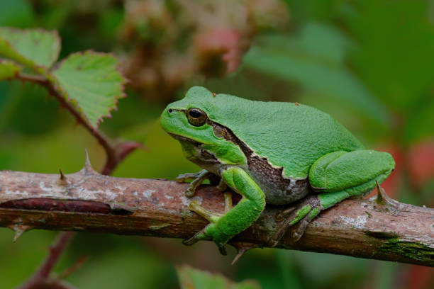 европейское дерево лягушка сидит на bramble - camouflage animal frog tree frog стоковые фото и изображения