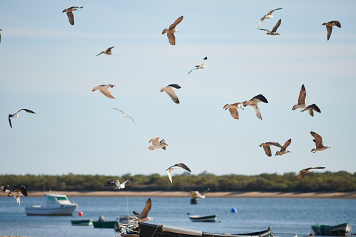 Photograph of some seagulls flying on the Rompido beach, Huelva.