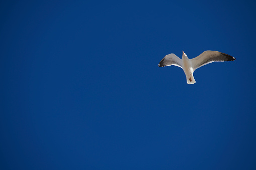 Photograph of a seagull flying on the Rompido beach, Huelva.