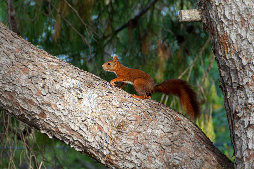 Red squirrel walking on a pine tree