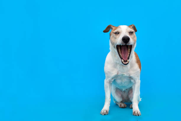 istock Cute Jack Russell Terrier dog in studio 1295060620