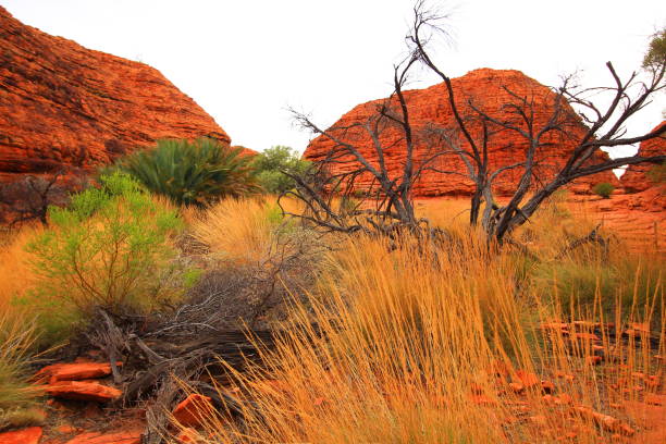 kings canyon no centro vermelho da austrália - watarrka national park - fotografias e filmes do acervo