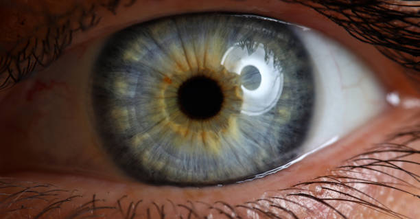 female left green and blue coloured eye extreme - human eye eyesight women creativity imagens e fotografias de stock