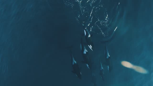 POD of killer whales swimming at the surface aerial view