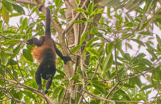 Wild Howler Monkey in Corcovado National Park on the Osa Peninsula in Costa Rica