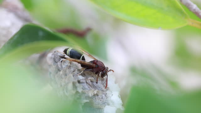 close up Wasp in the wild