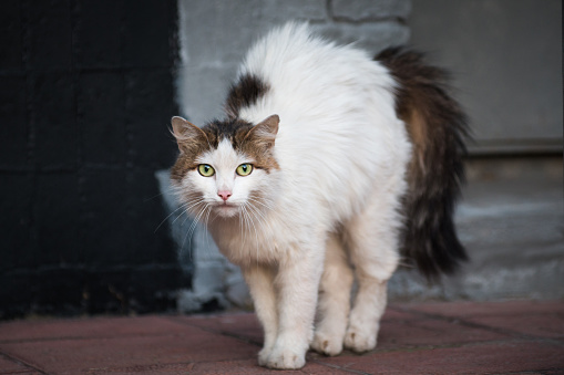 Stray long-haired white with black tail domestic cat standing with arched back and hair standing out