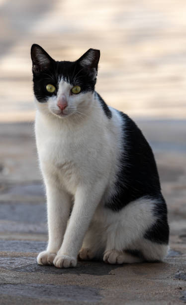 istock Cats of the Canary Islands 1295065403