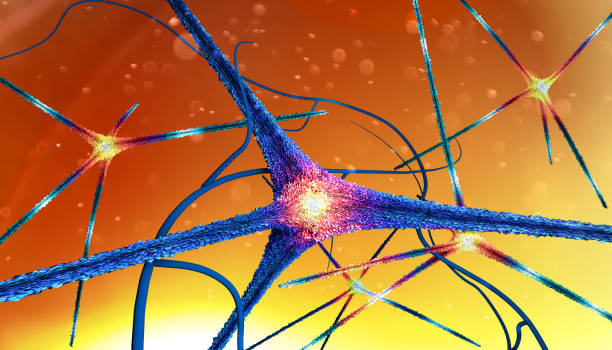 istock Microscopic view of the synapses. Brain connections. Neurons and synapses. Communication and cerebral stimulus. Neural network, degenerative diseases 1295065406