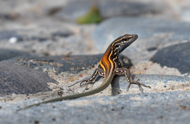 istock Lizards of the Canary islands 1295065489