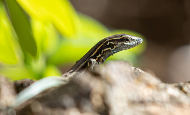 istock Lizards of the Canary islands 1295065539