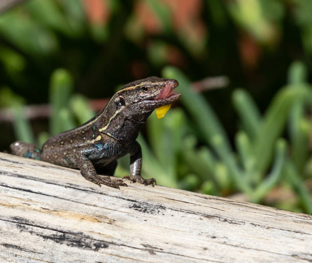 istock Lizards of the Canary islands 1295065698