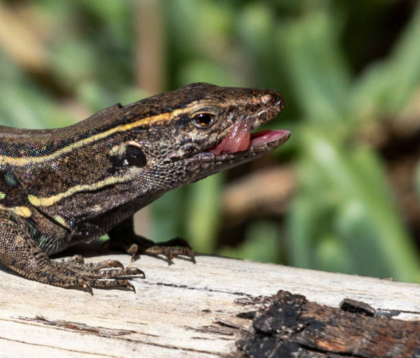 istock Lizards of the Canary islands 1295065711