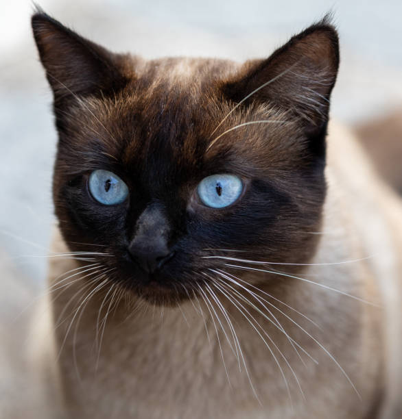 istock Cats of the Canary Islands 1295065747