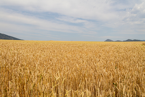 Wheat field in Castilla y León Spain in the month of June with the ears ready for harvest