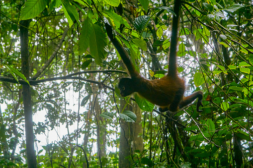 Wild Spider Monkey in Corcovado National Park on the Osa Peninsula in Costa Rica