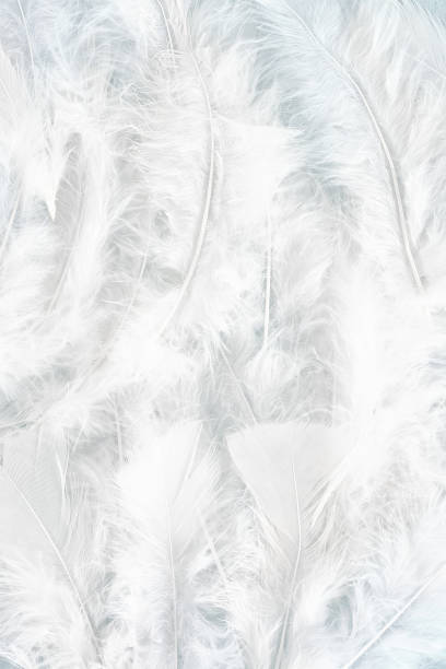 istock Top view of many beautiful white feathers 1295069167