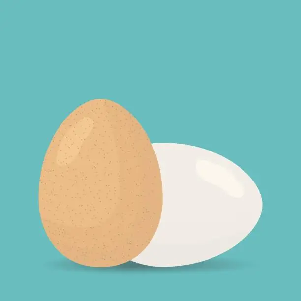 Vector illustration of Two chicken eggs. Brown and white egg icon. Template for health theme. Breakfast flat design.