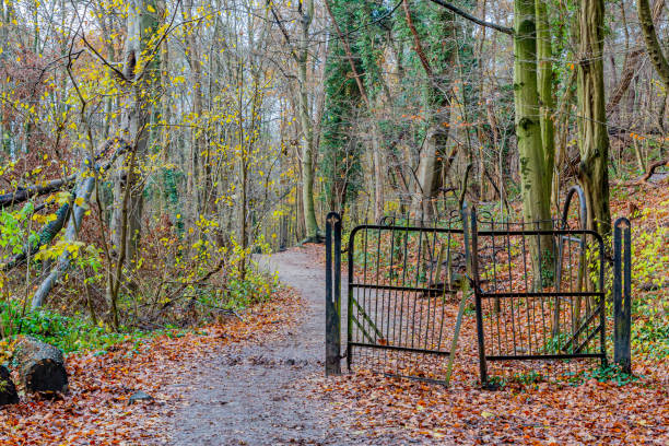 istock Abandoned wrought iron black gate in the forest next to a path between bare autumn trees and climbing plants 1295069567