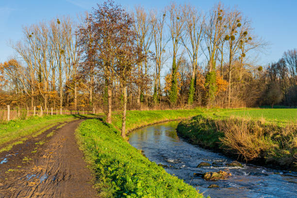 Wet dirt path next to a stream with its waters flowing between stones surrounded by green grass, bare trees and farm fences, sunny autumn day in Sweikhuizen, South Limburg, the Netherlands
