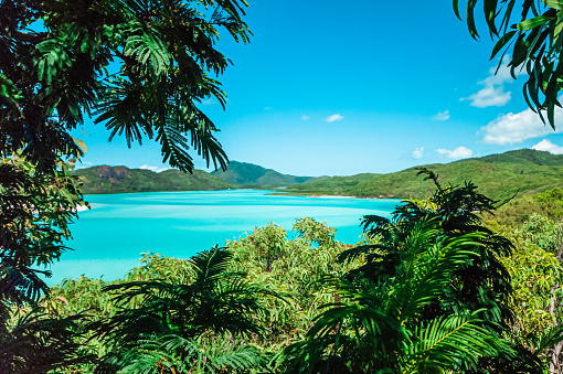 A tropical turquoise bay with hills and the horizon in the background with lush forest framing the image in the foreground.
