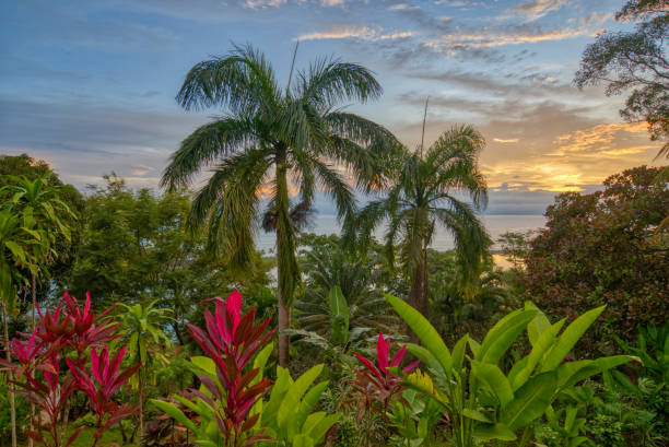 zachód słońca nad laguną i pacyfikiem w parku narodowym corcovado na półwyspie osa w kostaryce - costa rican sunset zdjęcia i obrazy z banku zdjęć
